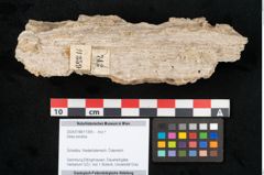 Foto (Objekt + Etikett) von Abies excelsa (NHMW-GEO-2024-0188-11359)